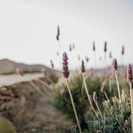 Alma Sunset 아파트 *