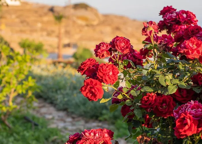 Alma Sunset Chora (Ios)